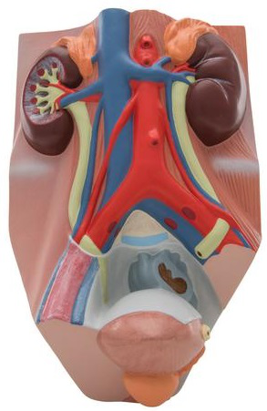 MAQUETA SISTEMA URINARIO, MASCULINO MARCA 3BSCIENTIFIC MODELO 1008551 [VF325]