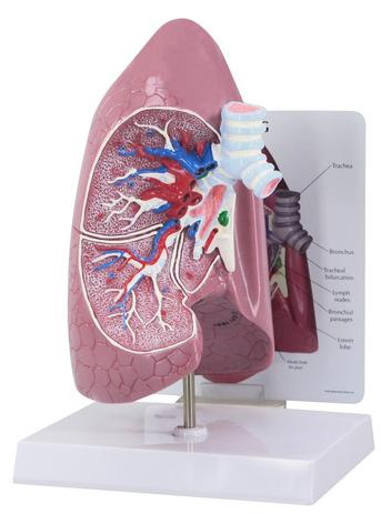 Maqueta de Pulmón Abierto Marca 3b scientific Modelo 1019545