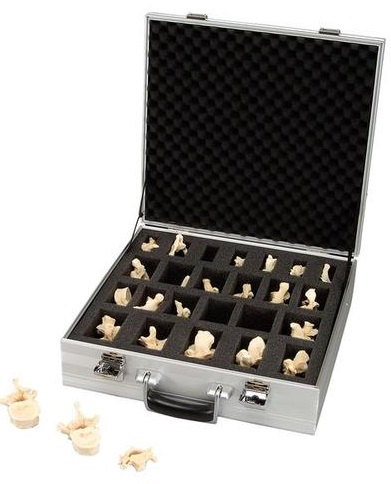 JUEGO DE 24 VERTEBRAS BONELIKE™