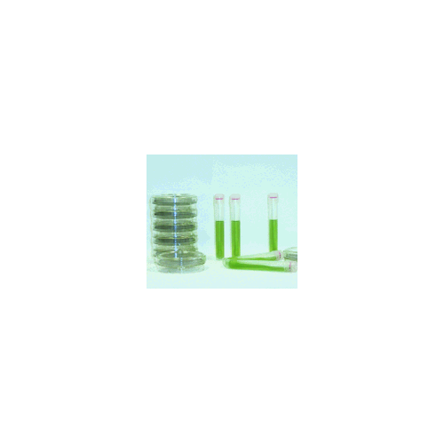 Kit de detección de levadura y moho en torundas, marca GVS Filter código 1228N22