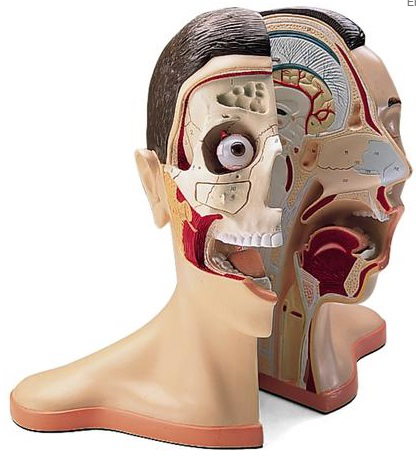 CABEZA Y CUELLO, 5 PIEZAS