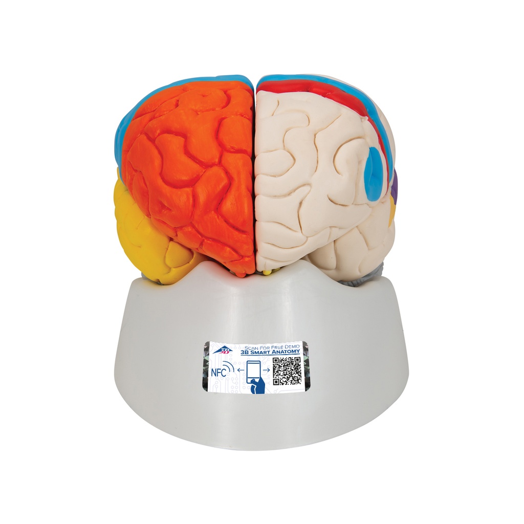 Cerebro Neuro-Anatómico, Desmontable en 8 piezas- 3B Smart Anatomy 3B Scientific 1000228 [C22]