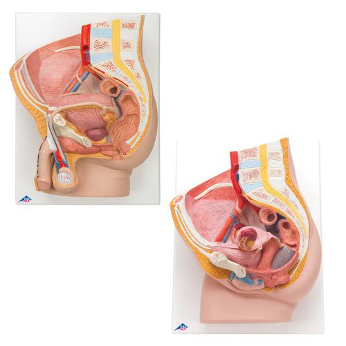 Anatomía Grupos Pelvis 3B Scientific 8000837