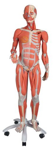 Figura Femenina con Músculos, desmontable en 23 piezas Marca 3bscientific Modelo 1013882 [B51]