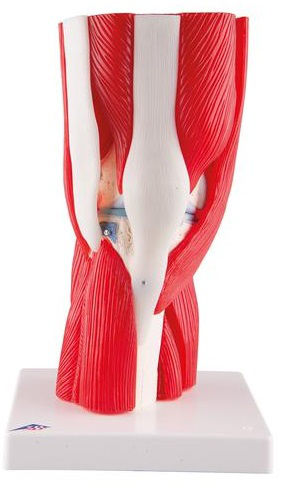 Articulación de la rodilla, 12 partes - 3B Smart Anatomy 3B Scientific 1000178 [A882]