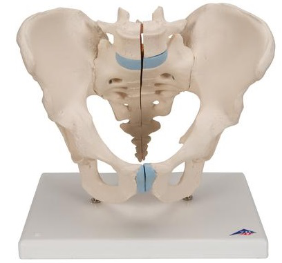 PELVIS MASCULINA EN TRES PIEZAS 