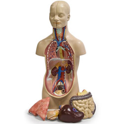Walter Products B10106 Torso humano sin género (12 partes)