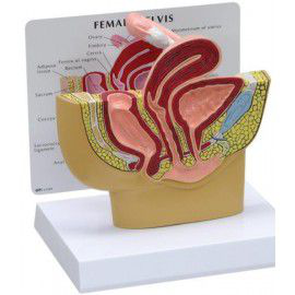 MAQUETA DE PELVIS FEMENINA 3BSCIENTIFIC 1019561