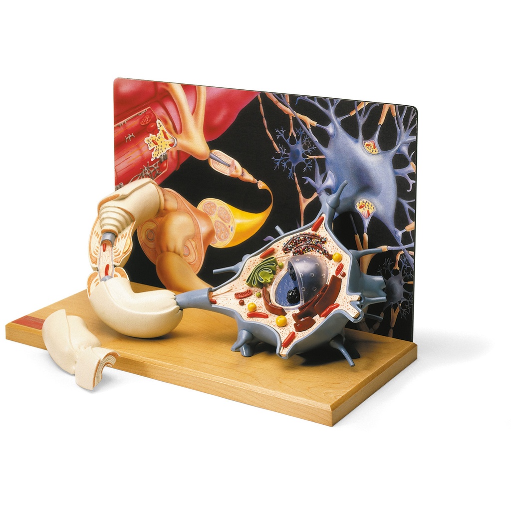 Maqueta de una neurona motora Dgi 0167-00