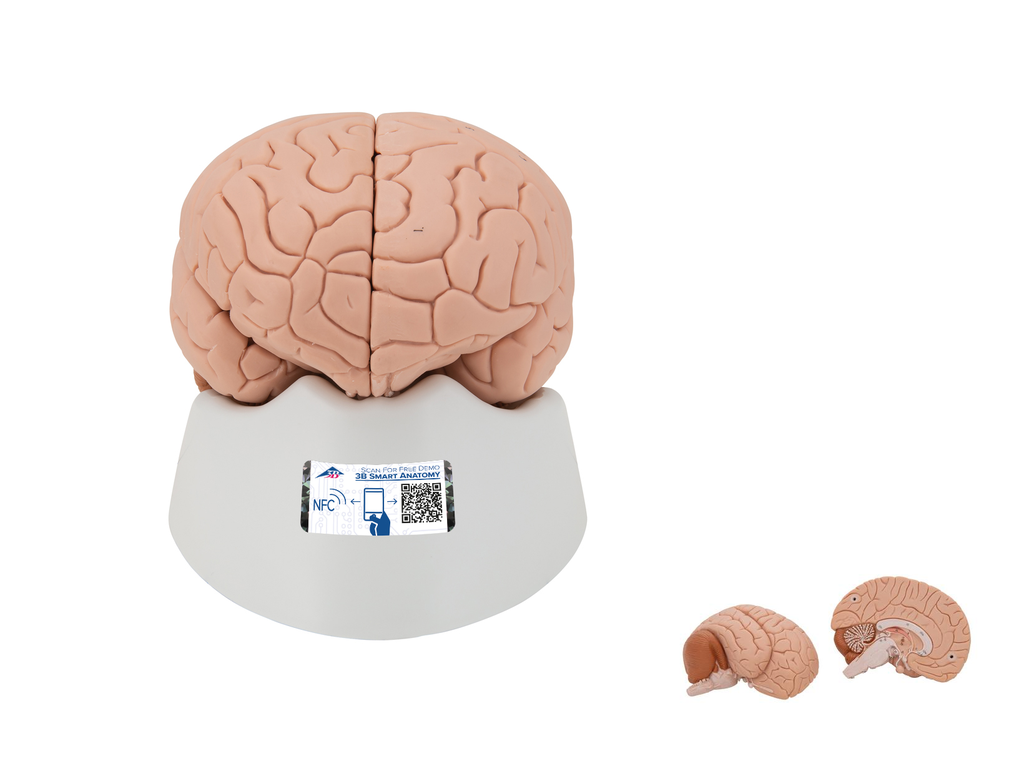 Cerebro introductorio, desmontable en 2 piezas - 3B Smart Anatomy 1000222 [C15]