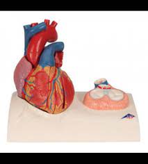 Modelo de corazón magnético, tamaño real, 5 piezas 3B Scientific1010006 [G01]