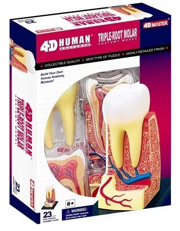 Maqueta de anatomia Molar de triple raíz 4D Airgoesin