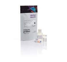 Kits de ensayo dsDNA HS y BR Invitrogen Q32851