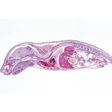 Embriología del cerdo (Sus scrofa) - Diapositivas en alemán 3BScientific 1003956