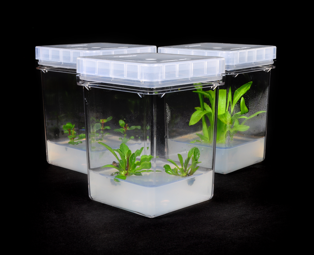 Recipiente de cultivo, PTL-100