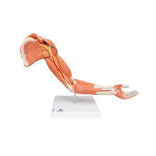 Maqueta de la cabeza, 6 piezas - 3B Smart Anatomy 3BScientific 1000217 [C09/1] (copiar)