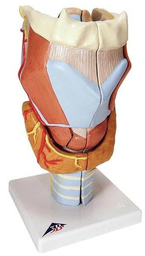 Maqueta de Laringe, 7 piezas, 2 veces su tamaño3B Scientific 1000272 [G21]