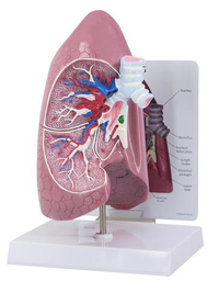 Maqueta de Pulmón Abierto Marca 3b scientific Modelo 1019545