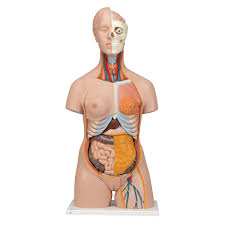 Modelo Torso de lujo de doble sexo, 20 partes 3B Scientific 1000197 [B32]