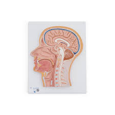 Corte medial de la cabeza - 3B Smart Anatomy 3B Scientific 1021818 [C12]