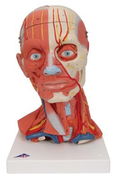 Musculatura de la cabeza y del cuello, 5 piezas 3B Scientific 1000214 [C05]