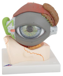 Ojo, con Párpado y Sistema Lagrimal, 5 veces su Tamaño Natural, 8 piezas 3B Scientific 1000257 [F12]