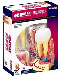 MAQUETA DEL DIENTE HUMANO DE LA RAIZ MOLAR MODELO 3D