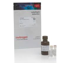 Kits de ensayo de alta sensibilidad (HS) y amplio rango (BR) Invitrogen Q33230