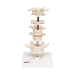 6 Vértebras Articuladas - 3B Smart Anatomy 3B Scientific 1000147 [A75]